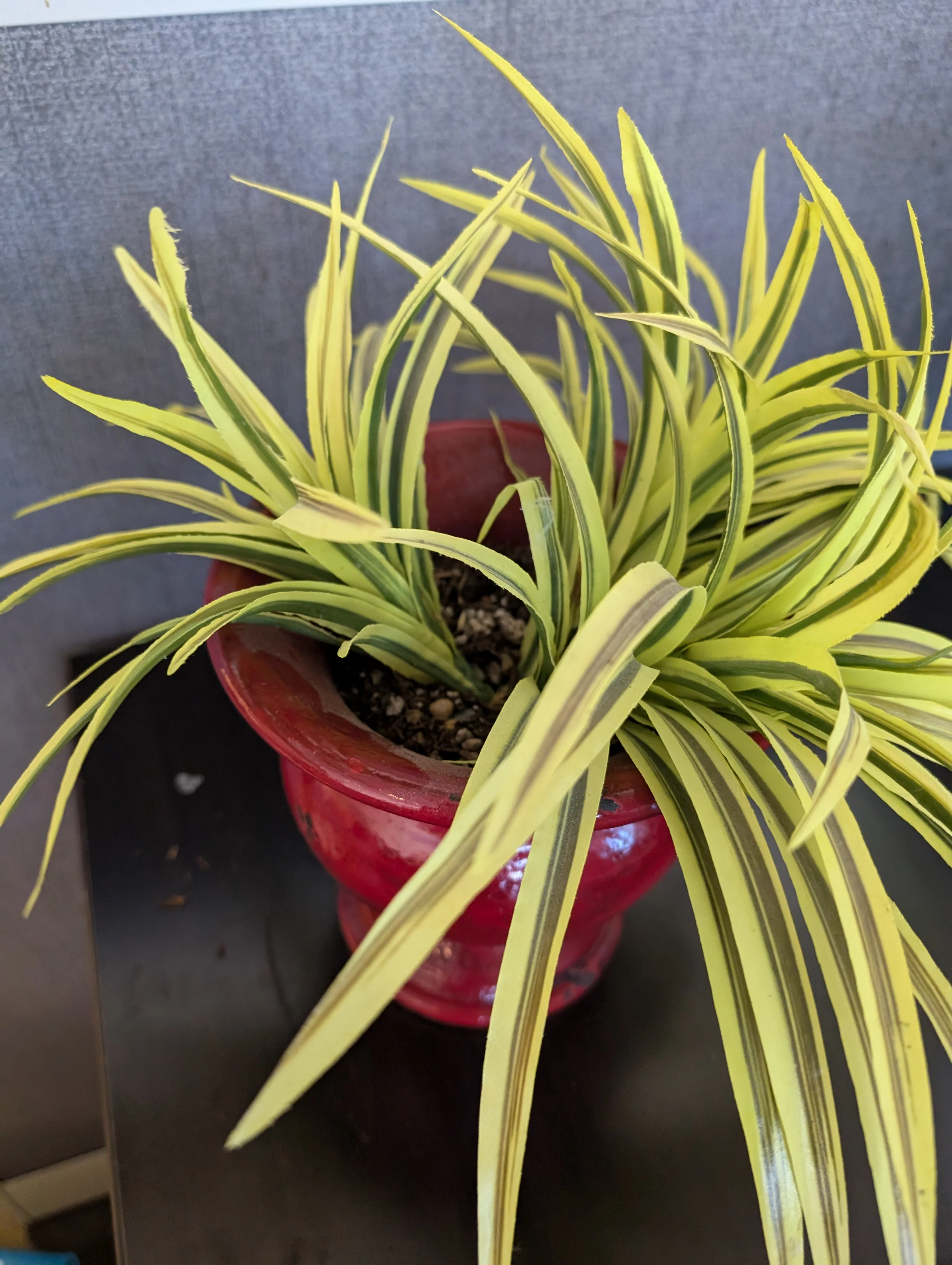 Vibrant Faux Variegated Plant in Red Decorative Pot - Image 3