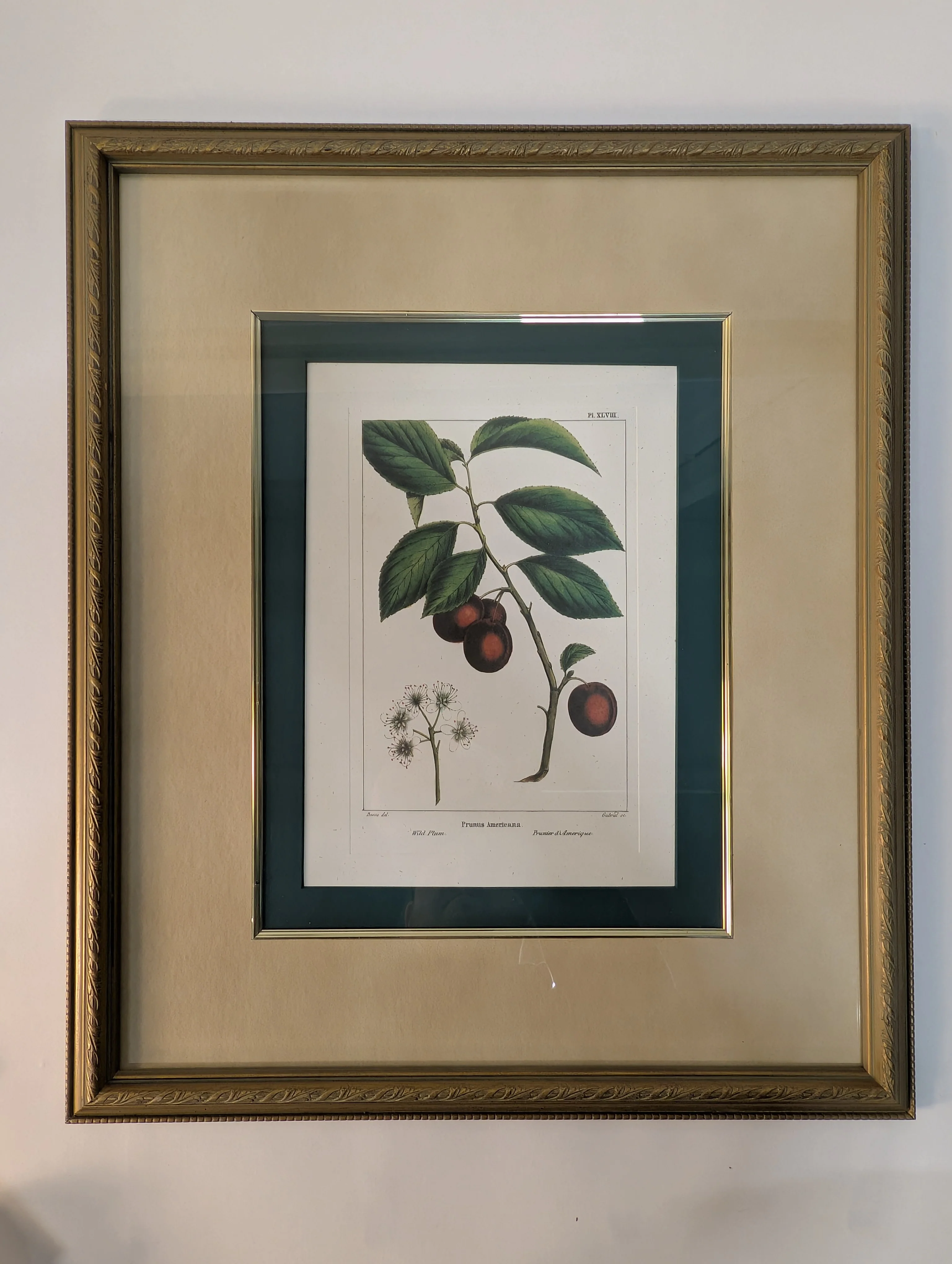 Bombay Framed Cherry Botanical Illustration with Ornate Gold Frame - Image 2
