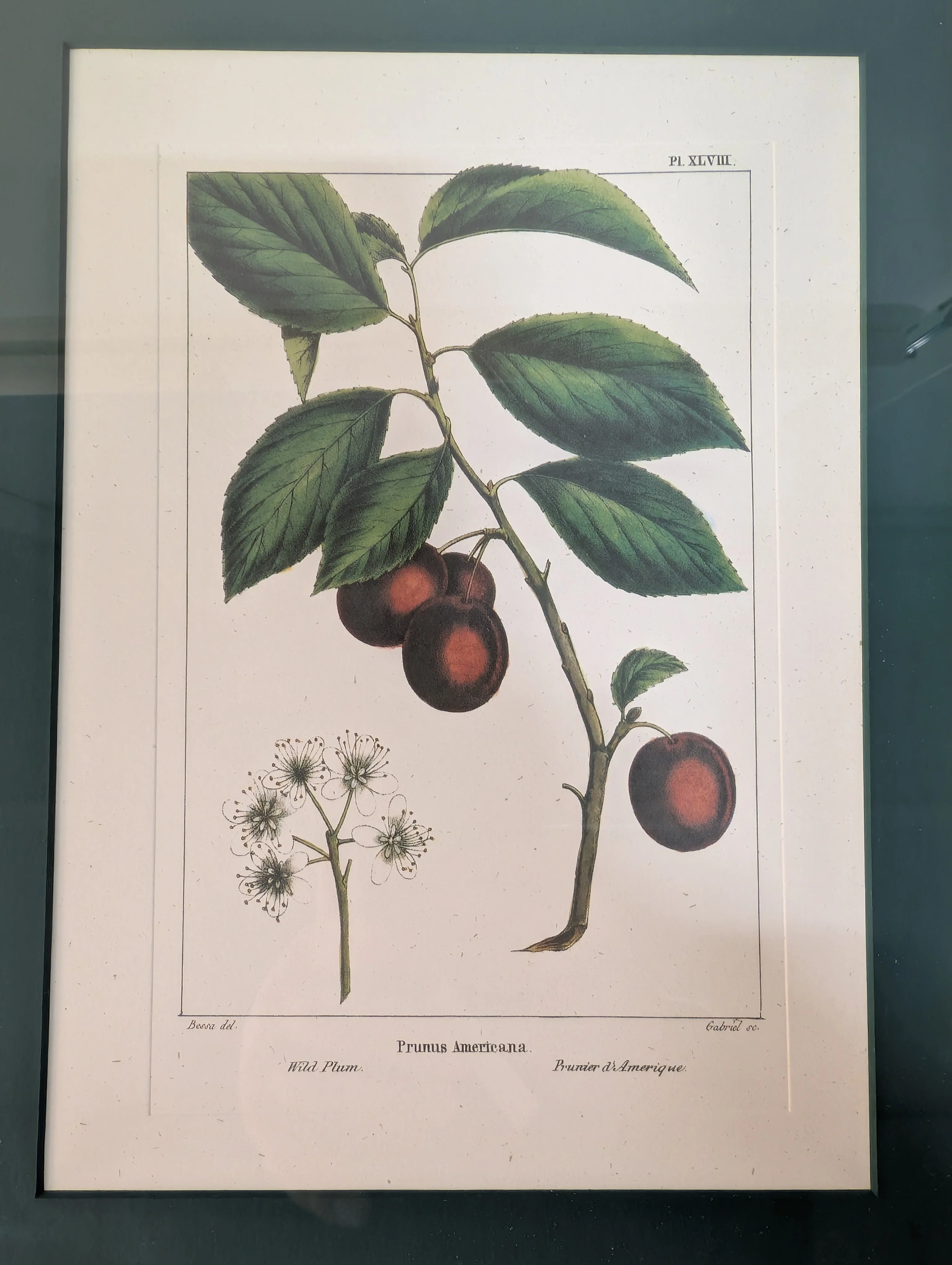 Bombay Framed Cherry Botanical Illustration with Ornate Gold Frame - Image 3
