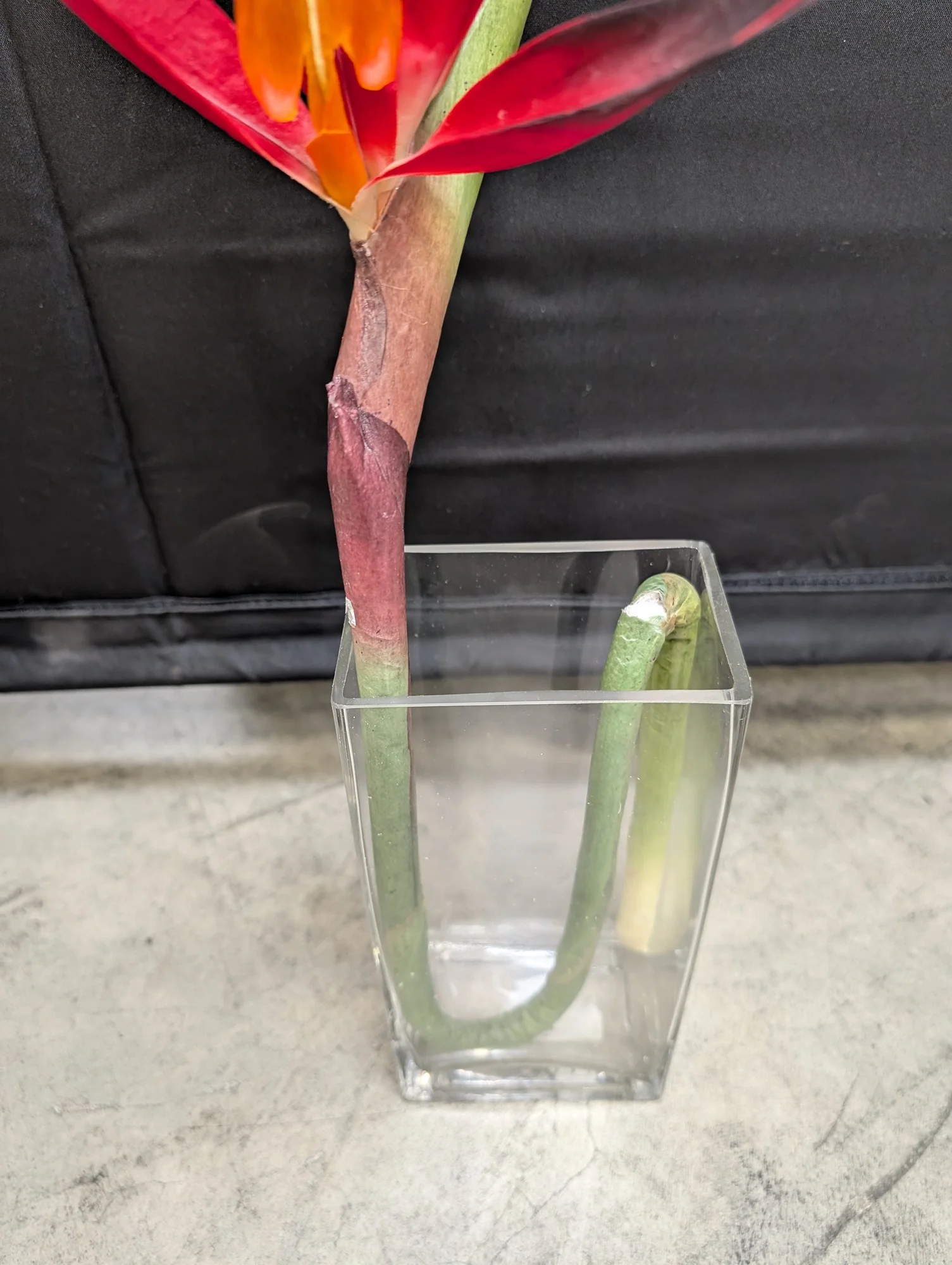 Vibrant Artificial Bird of Paradise Flower in Glass Vase - Image 4