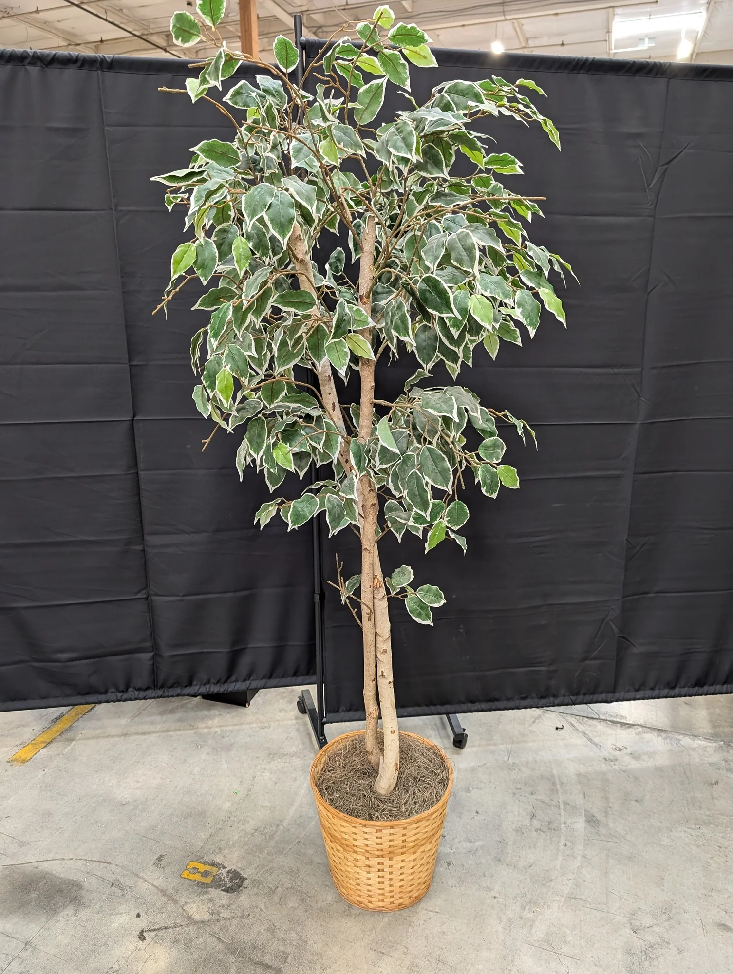 Lifelike Variegated Ficus Faux Tree in Woven Basket Planter