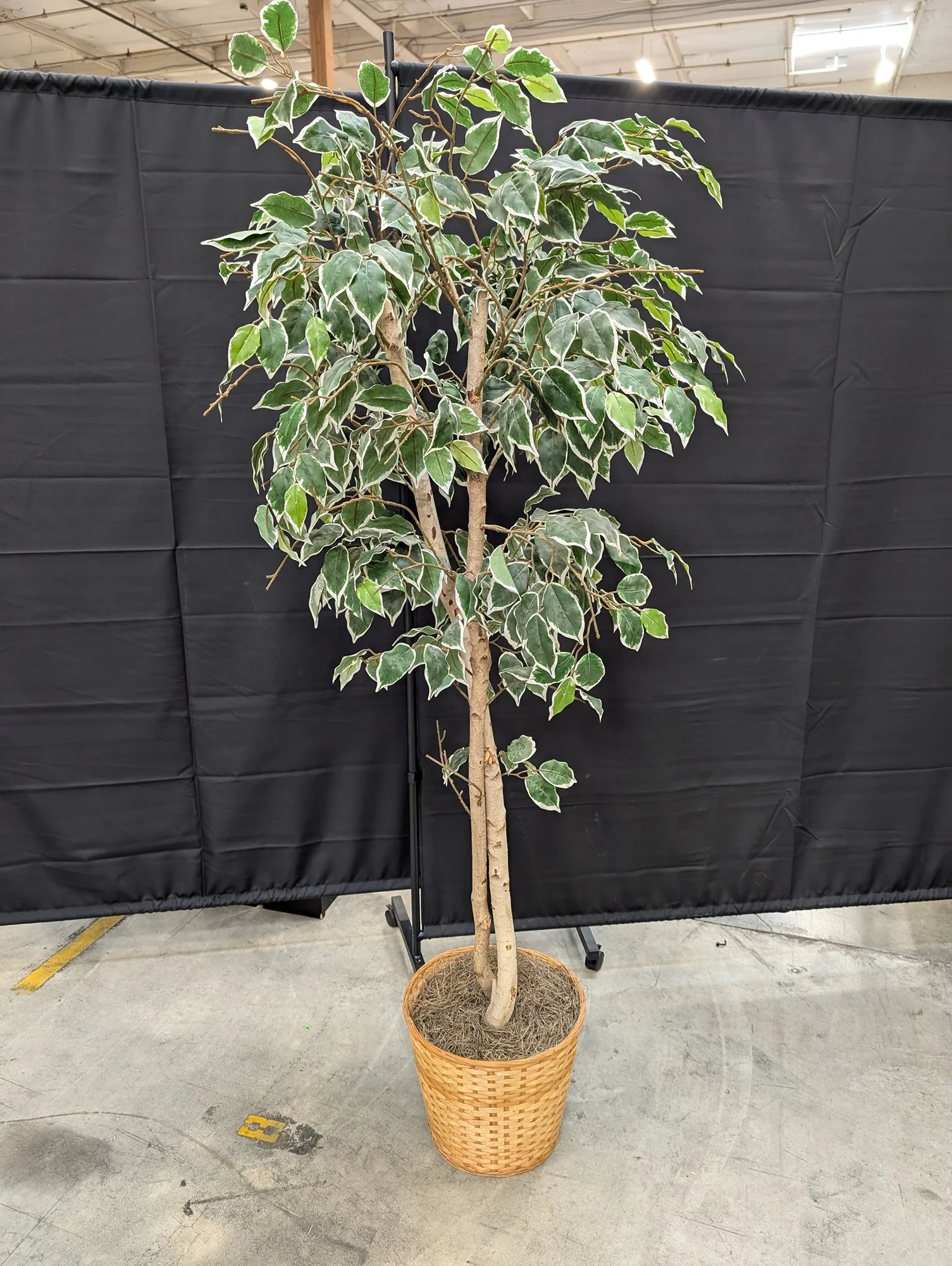 Lifelike Variegated Ficus Faux Tree in Woven Basket Planter - Image 2