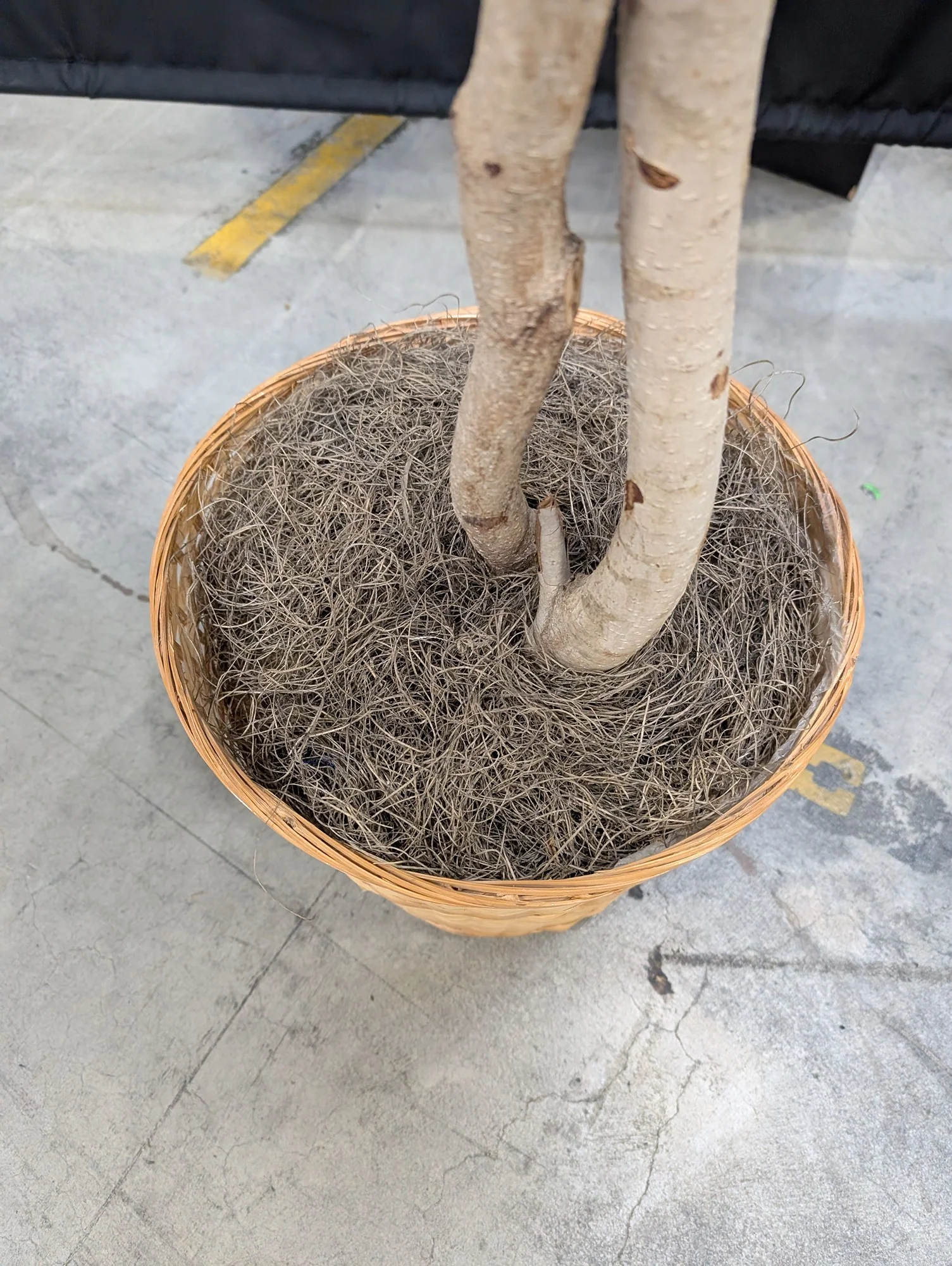 Lifelike Variegated Ficus Faux Tree in Woven Basket Planter - Image 3
