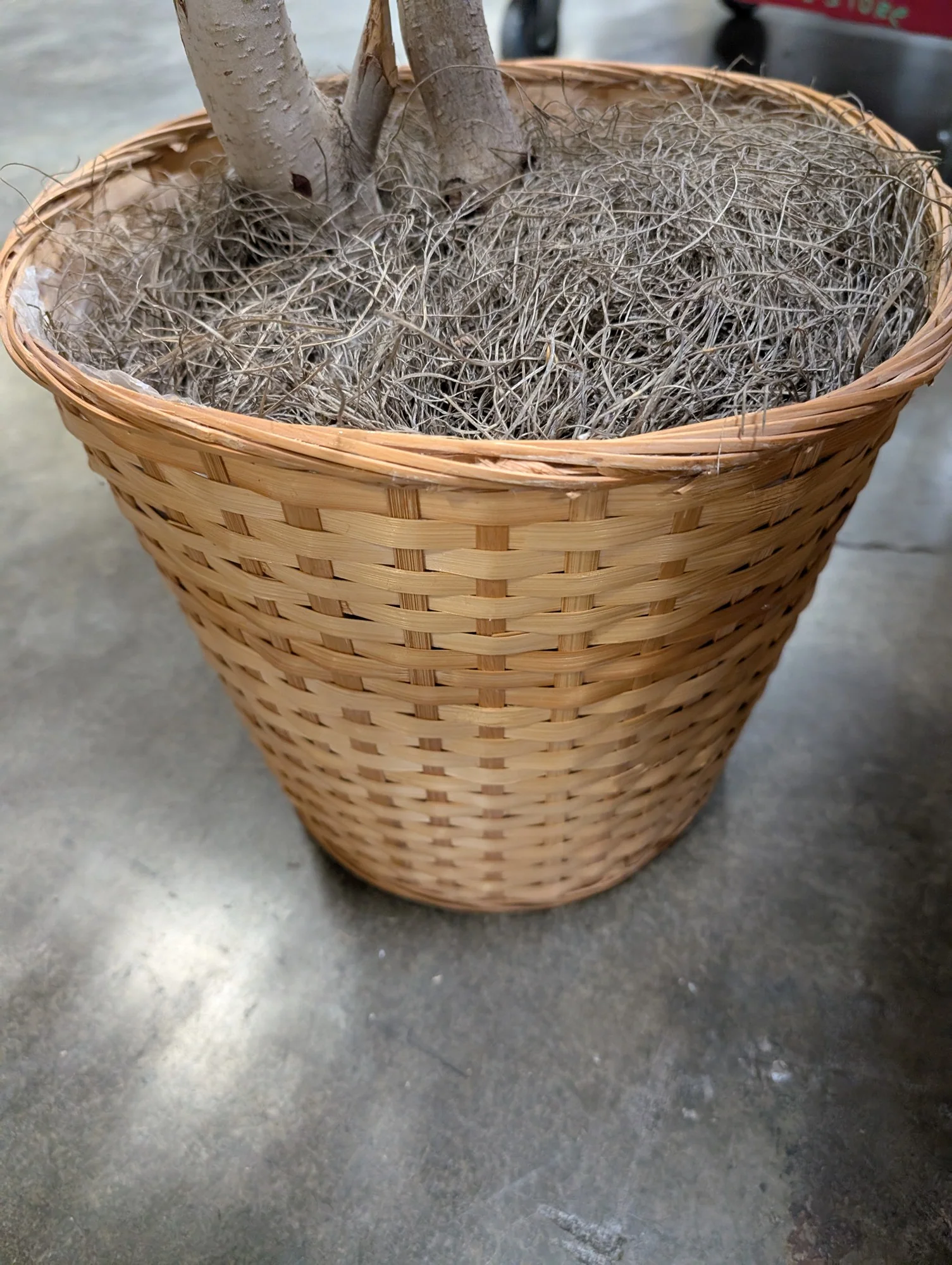 Lifelike Variegated Ficus Faux Tree in Woven Basket Planter - Image 4
