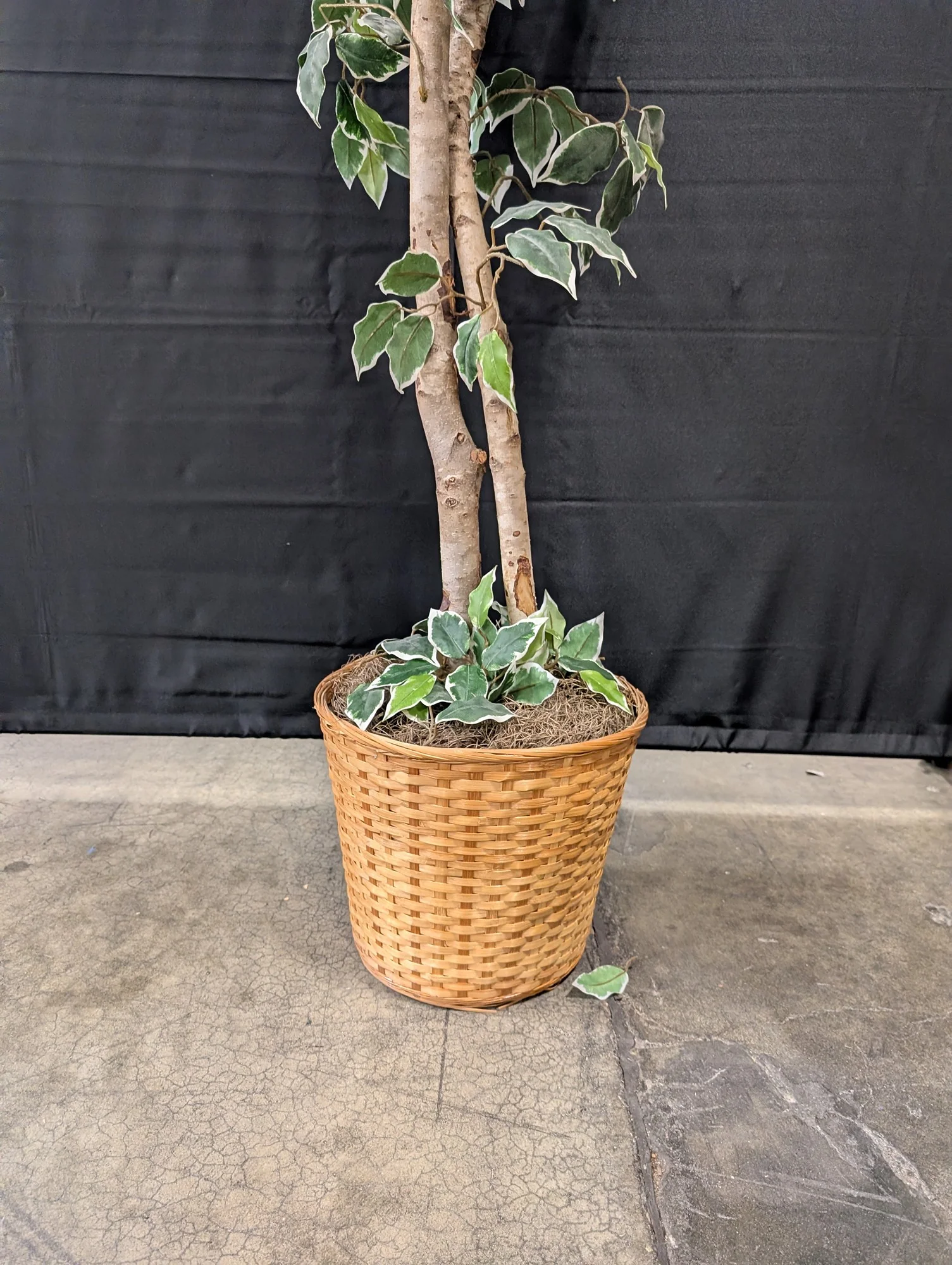 Lifelike Variegated Ficus Tree in Woven Basket Planter - Image 2