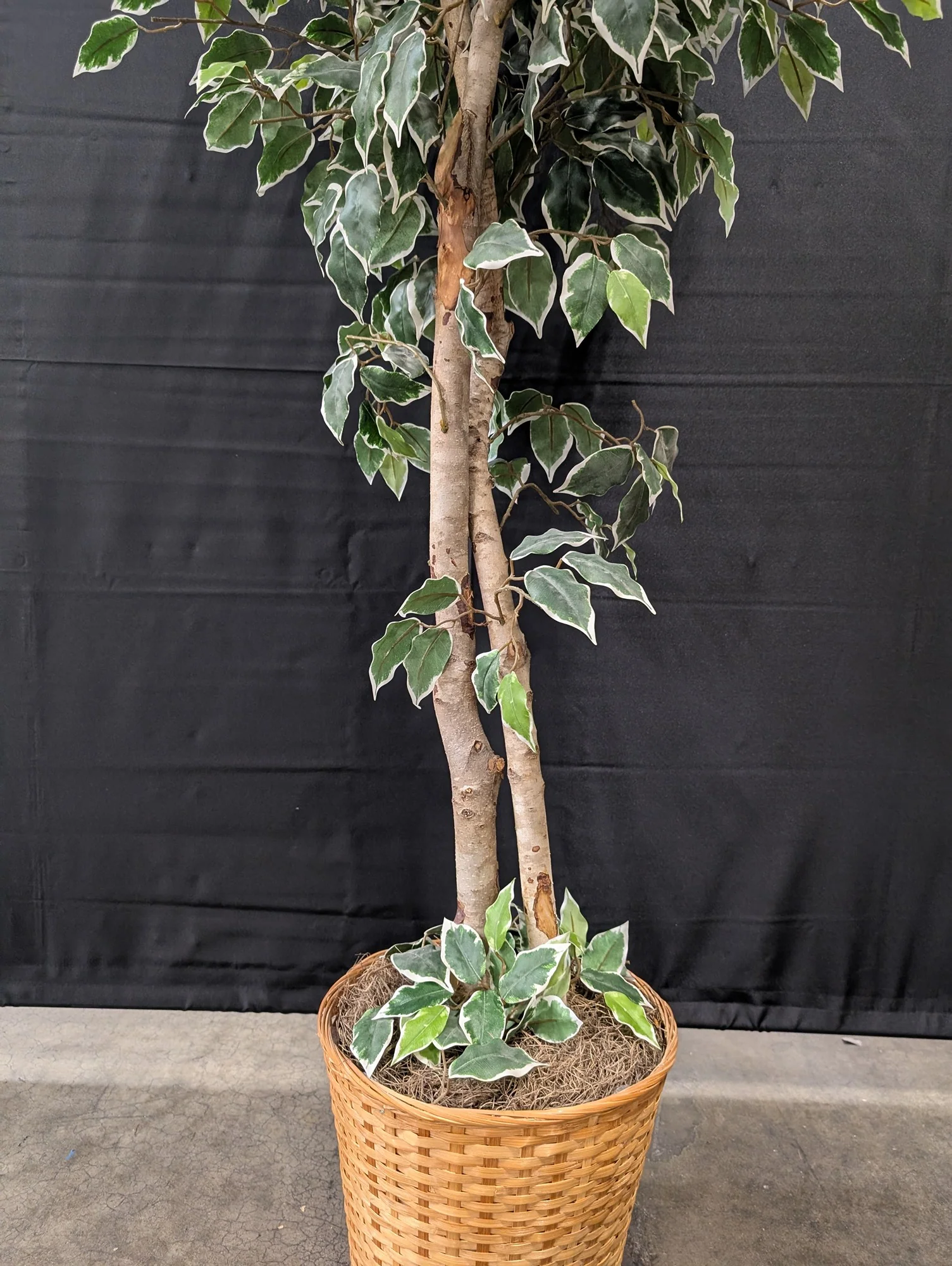 Lifelike Variegated Ficus Tree in Woven Basket Planter - Image 3