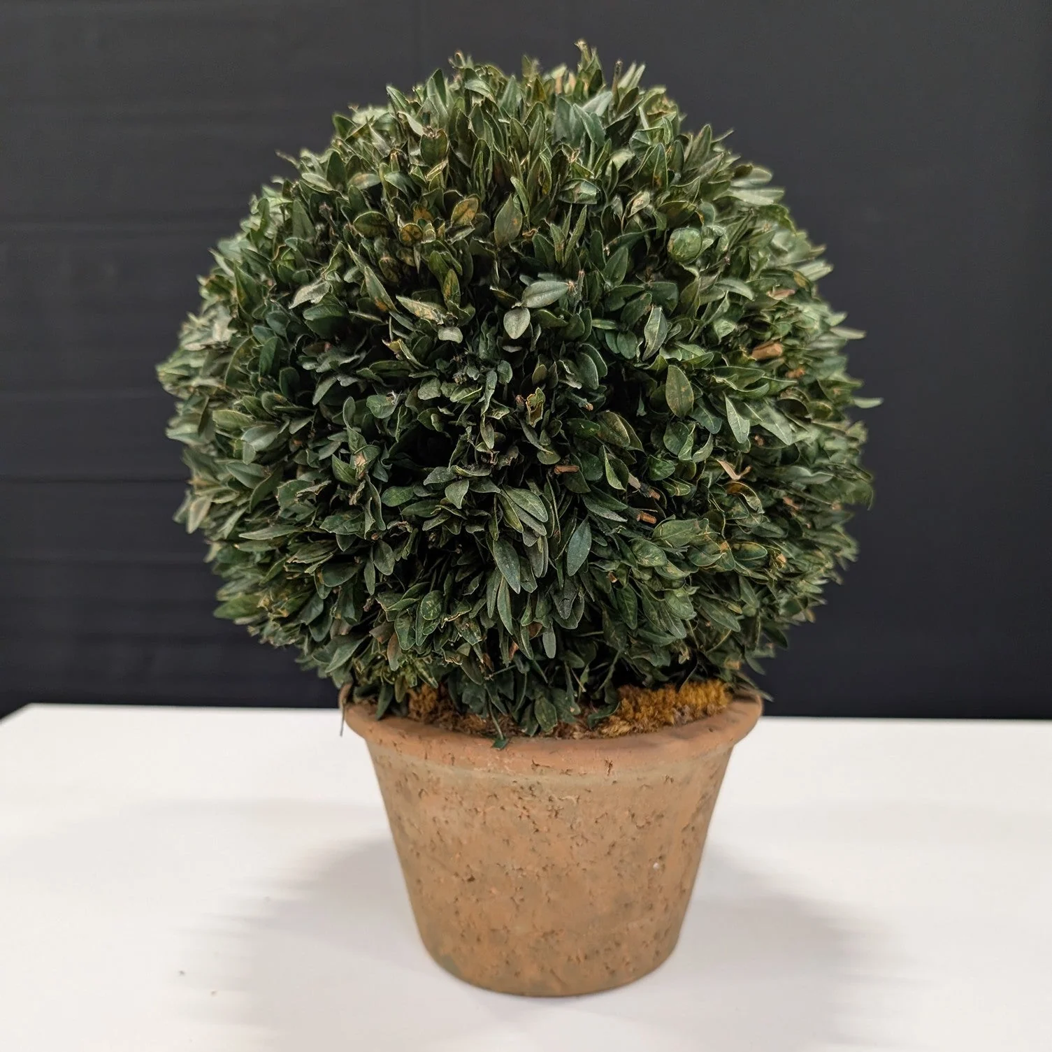 Decorative Faux Boxwood Topiary Ball in Terracotta Pot