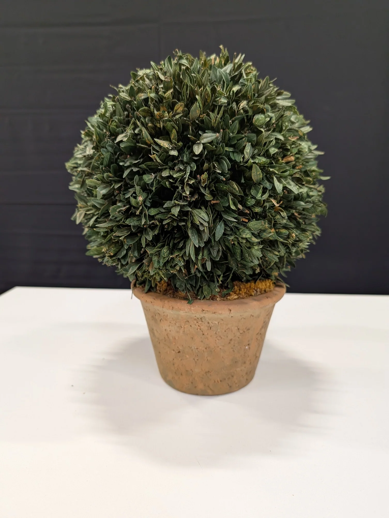 Decorative Faux Boxwood Topiary Ball in Terracotta Pot - Image 2